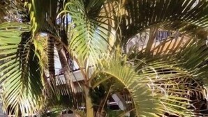 Property grounds - Hôtel des Amandiers (Cayenne)