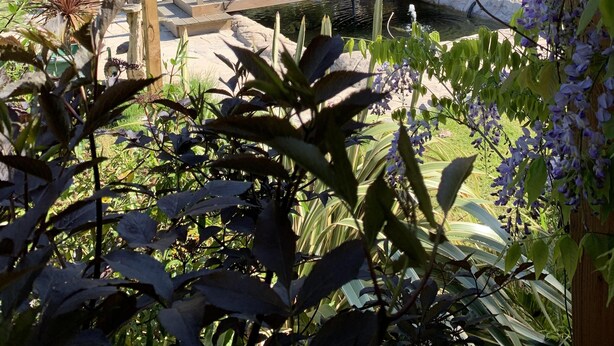 A garden with a wooden bridge over a pond, surrounded by various plants and trees. - Woodpaddock B&B (March)
