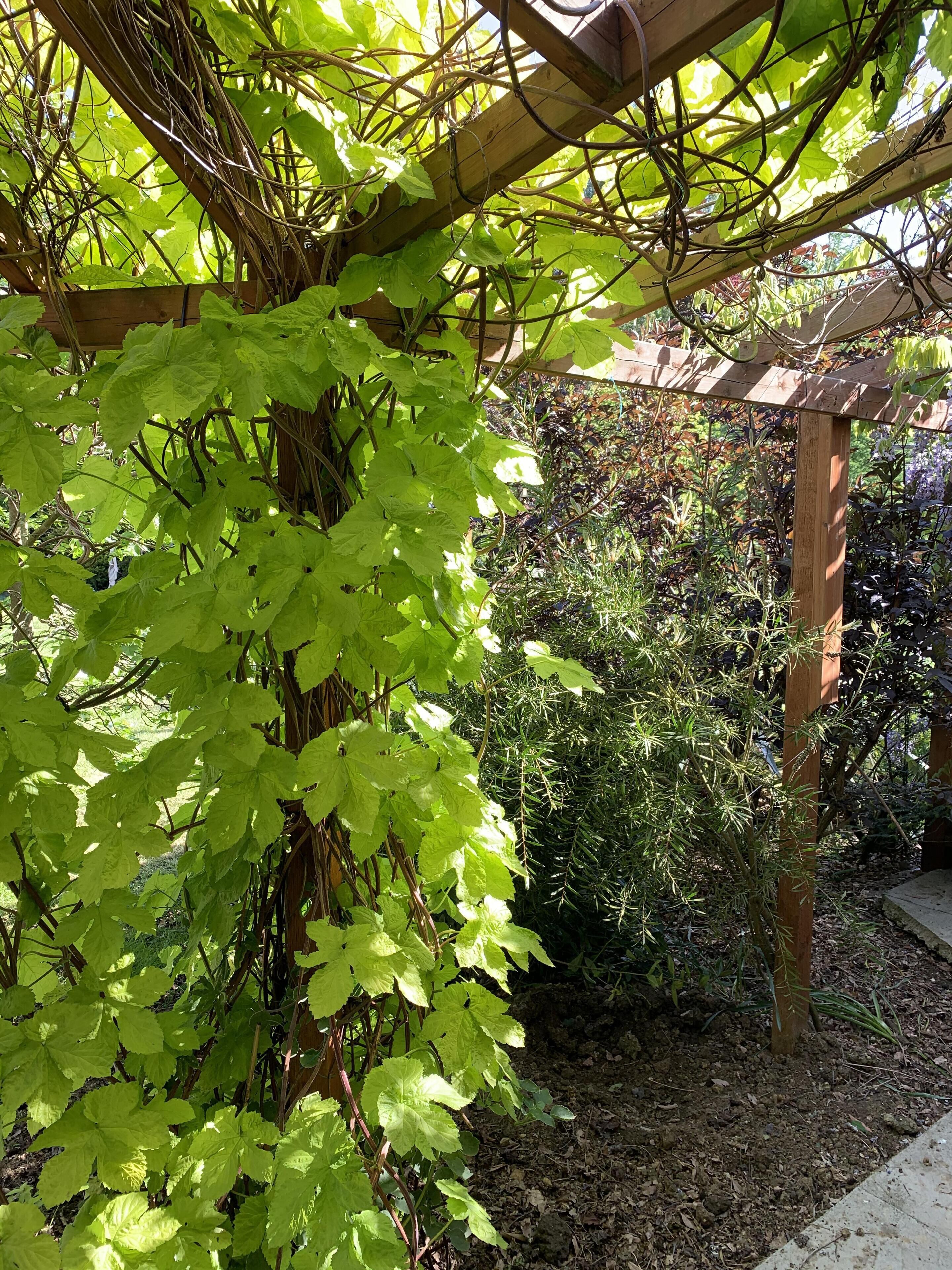 A garden with a pergola structure supporting climbing plants.
