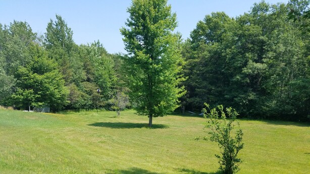 A grassy field with a small tree and a larger tree in the background. - Tarragon Motel (Marinette)