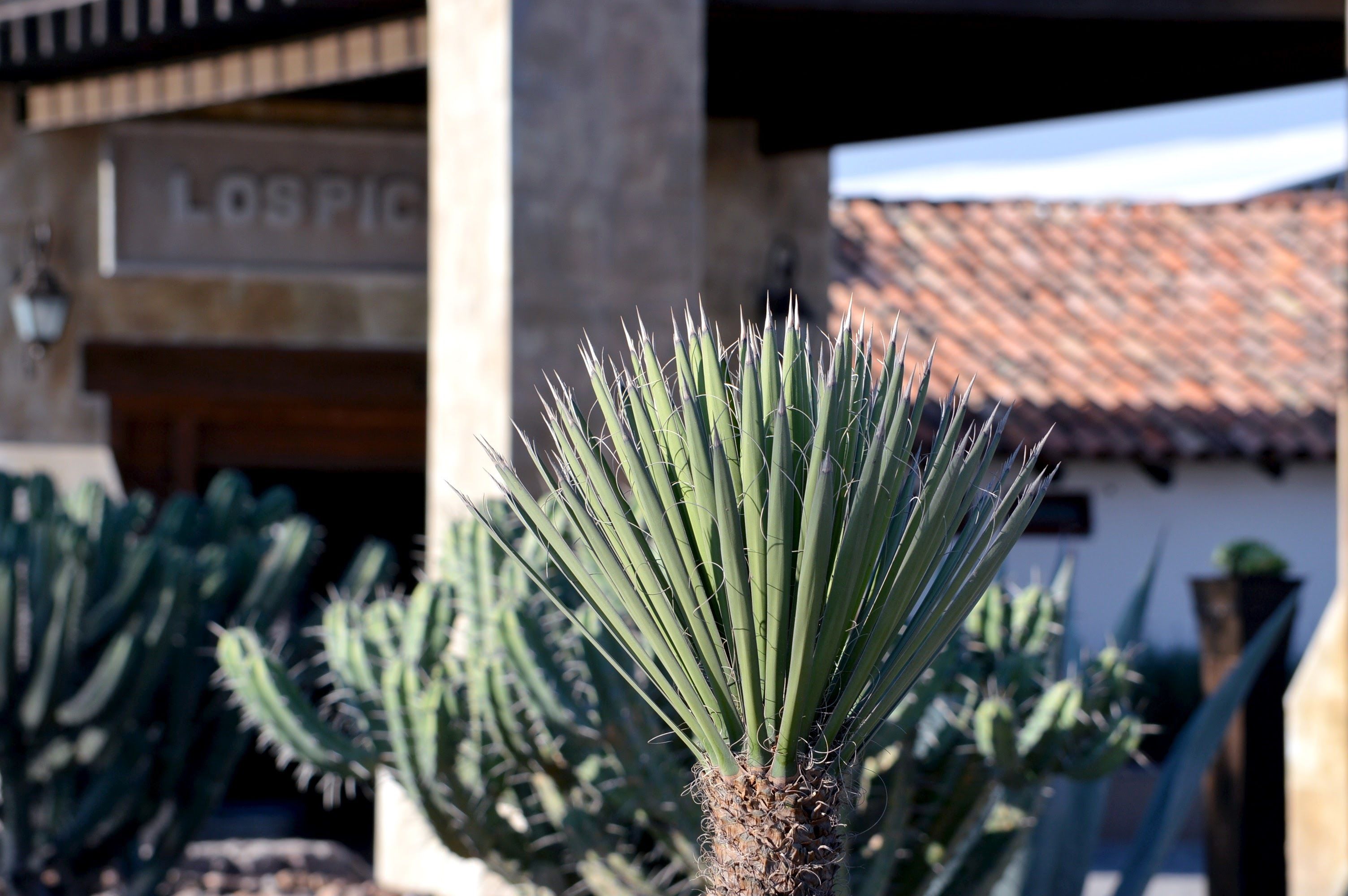 A cactus plant in the foreground with a building in the background labeled "LOS PIC".