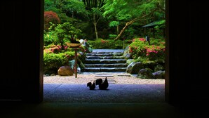 A traditional Japanese garden with a stone staircase leading to a wooden structure.