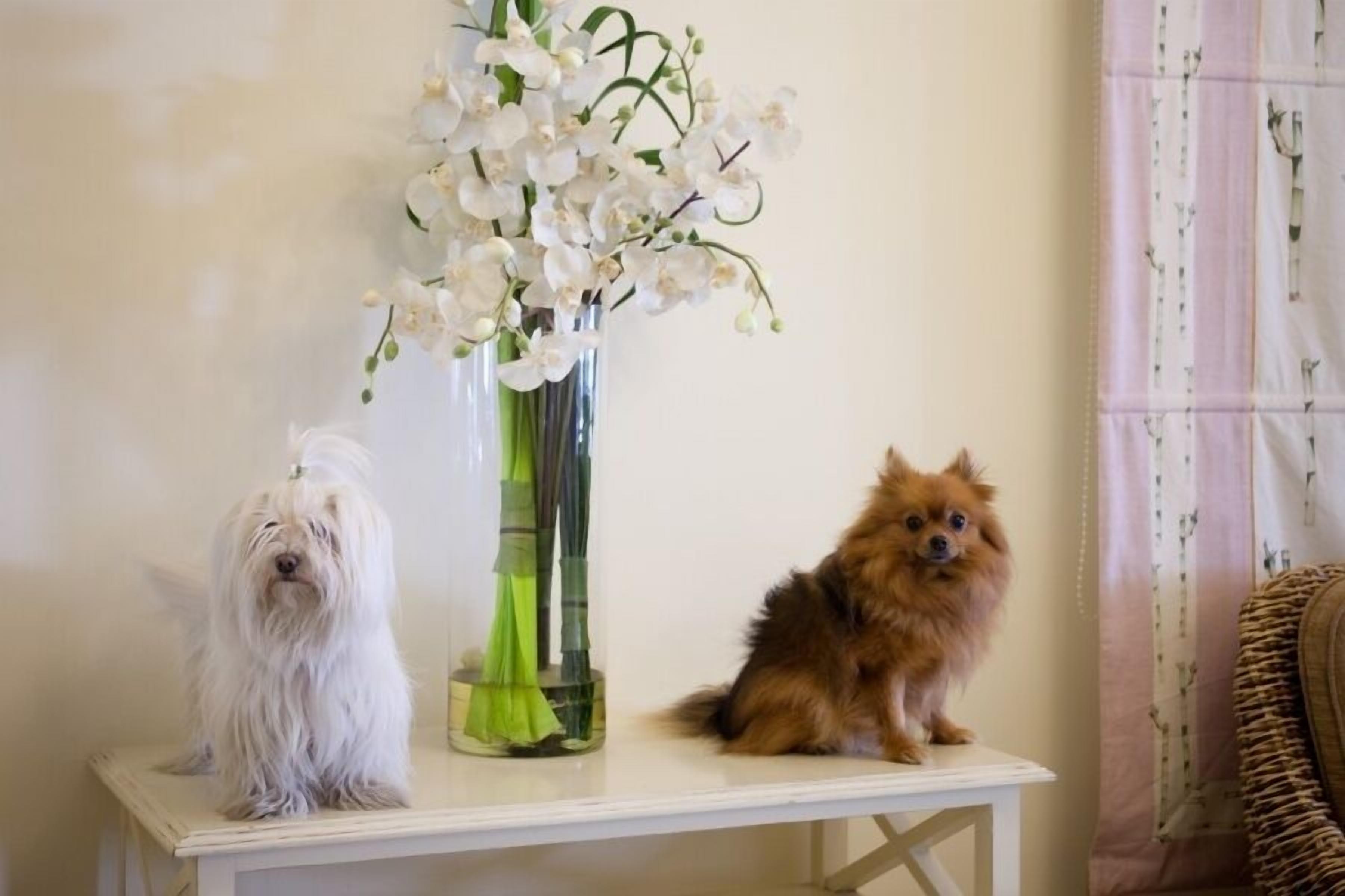 Foto - Hotel Speranza