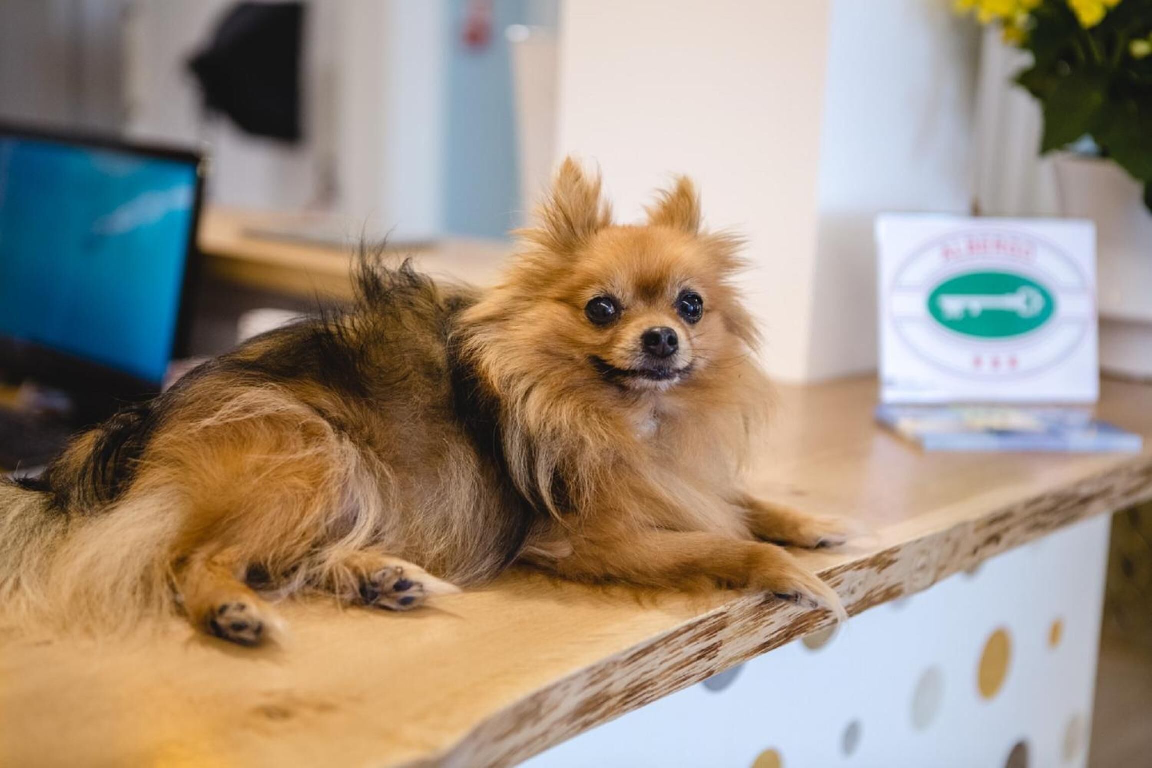 Foto - Hotel Speranza