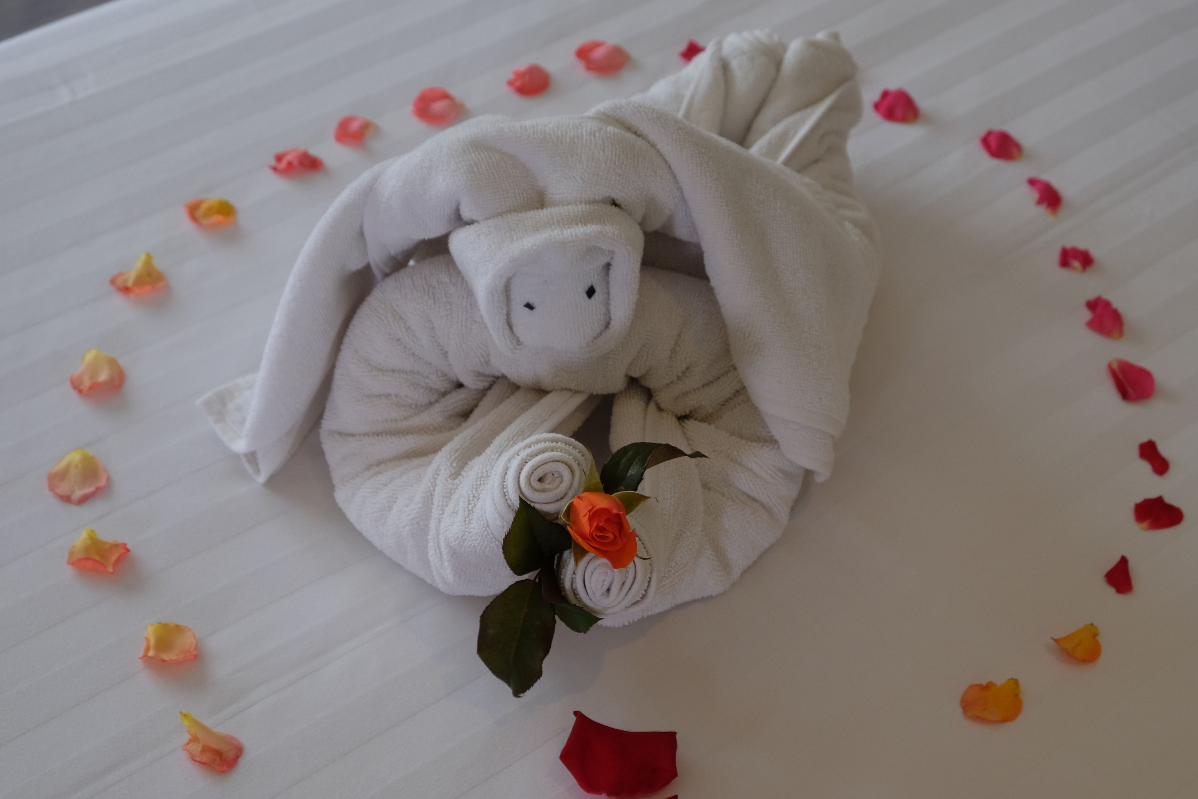 A neatly arranged towel with a rose, surrounded by scattered rose petals on a bed.