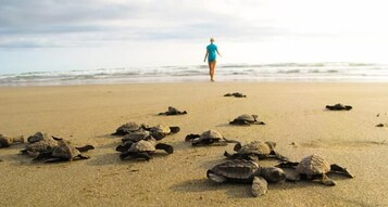 Una playa con numerosas tortugas marinas en la arena.