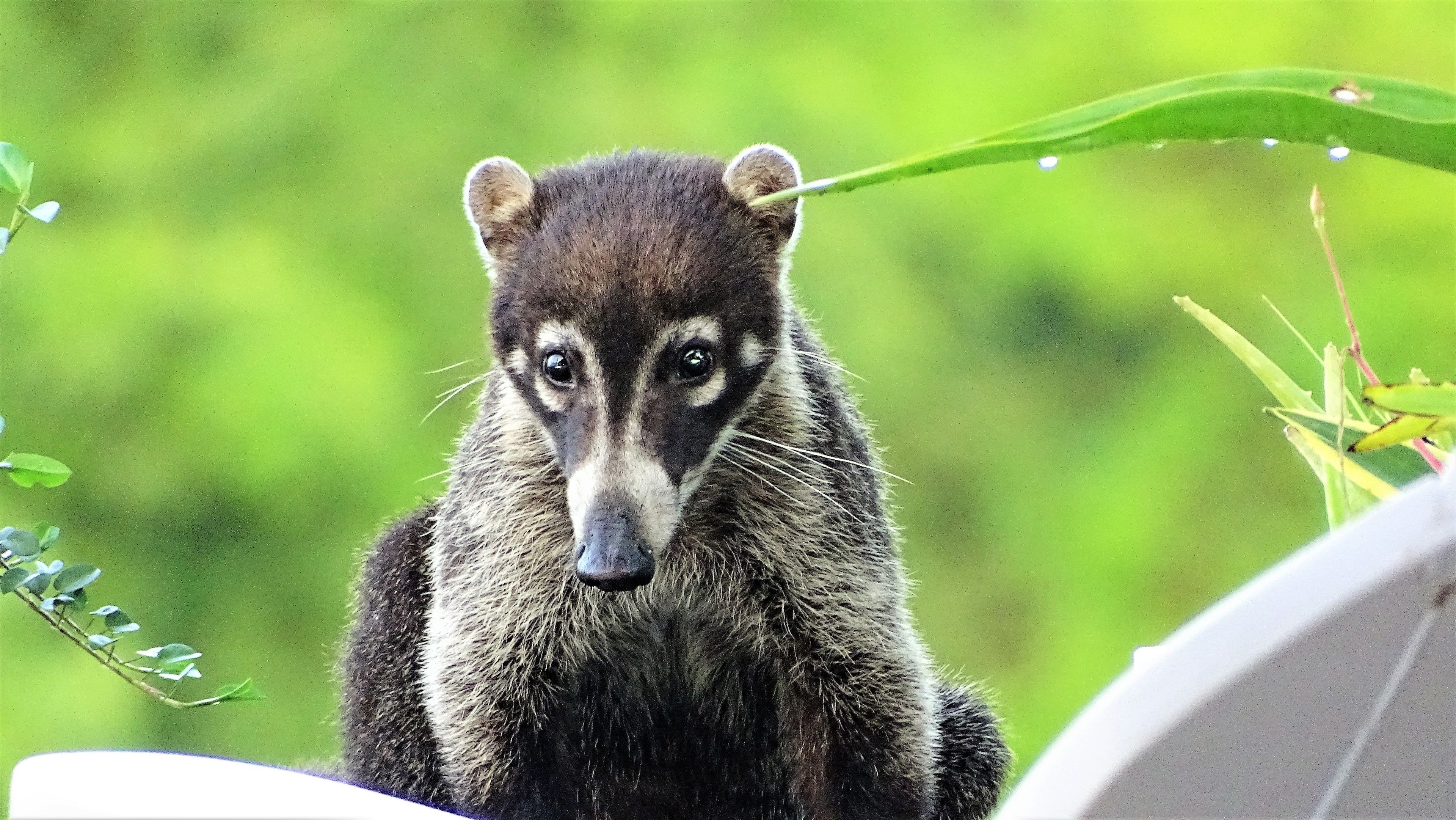 Un mapache con rostro oscuro y pelaje más claro, sentado frente a un fondo verde y frondoso.