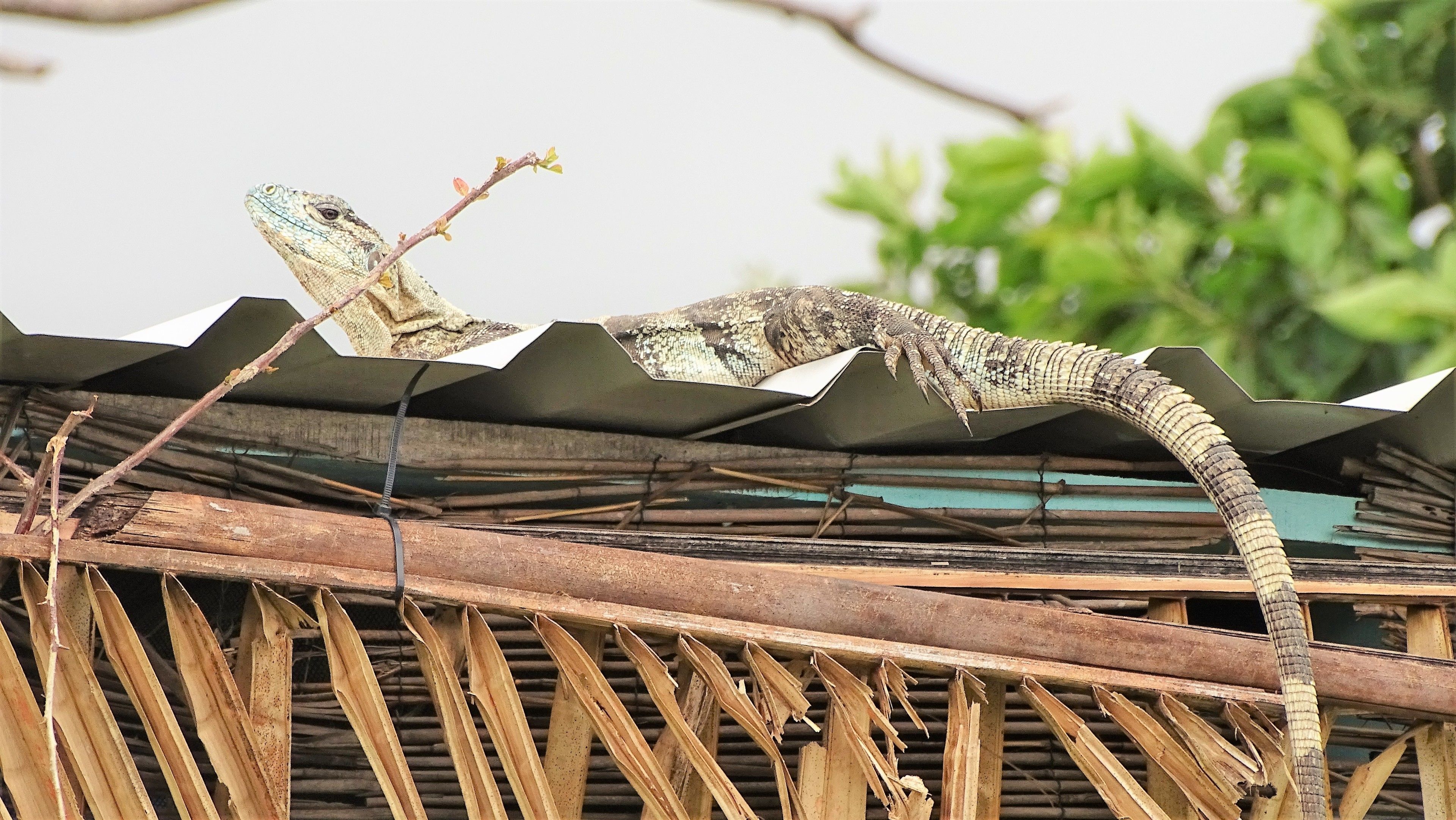 A lizard on a roof with a wooden structure and a green plant in the background.