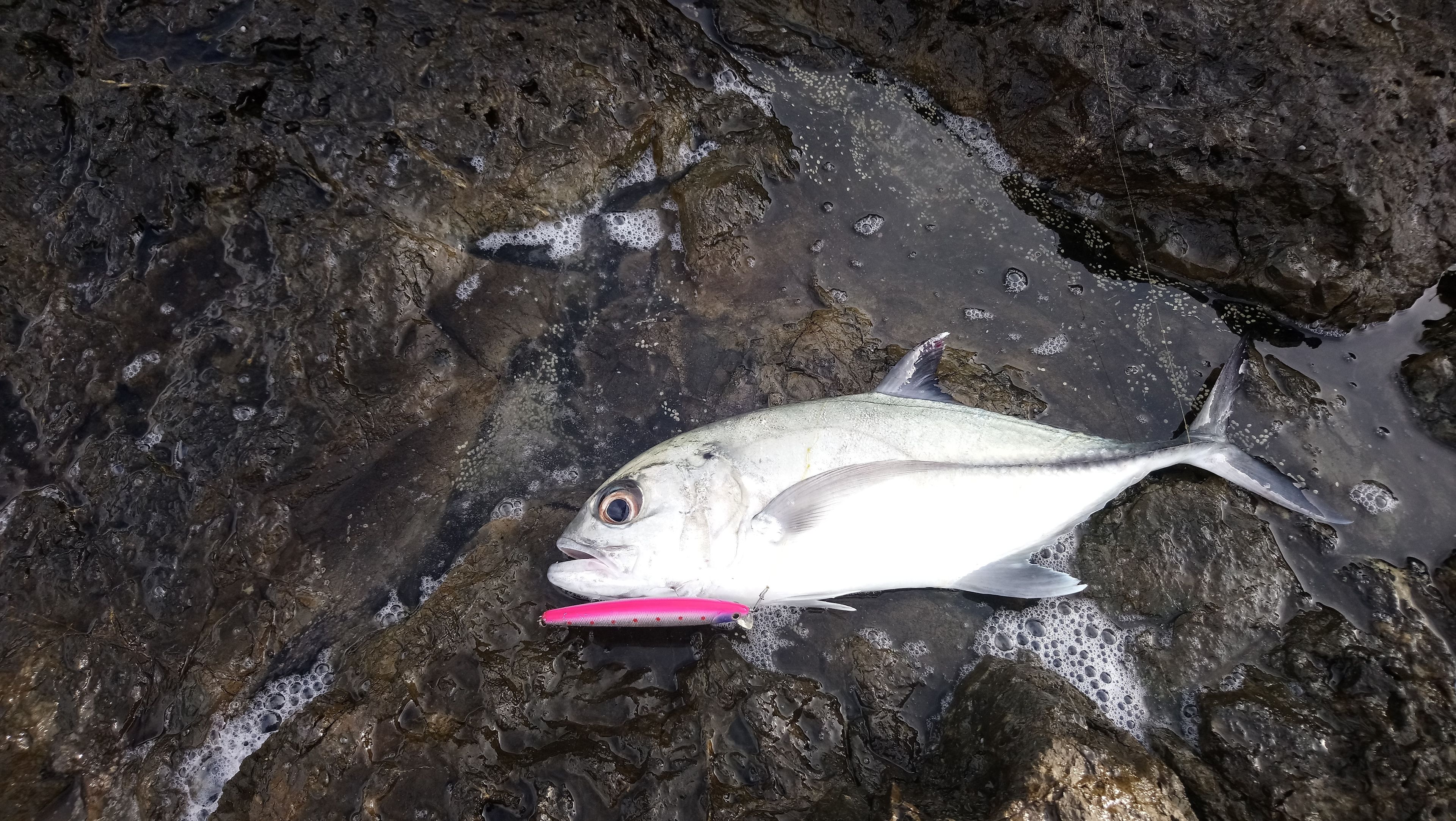 A fish lying on a rocky surface.