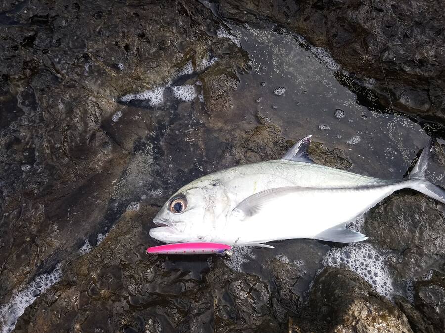 A fish lying on a rocky surface.