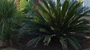 A house with a well-maintained garden featuring large ferns and a lawn. - Memra Guest House (Ladysmith)