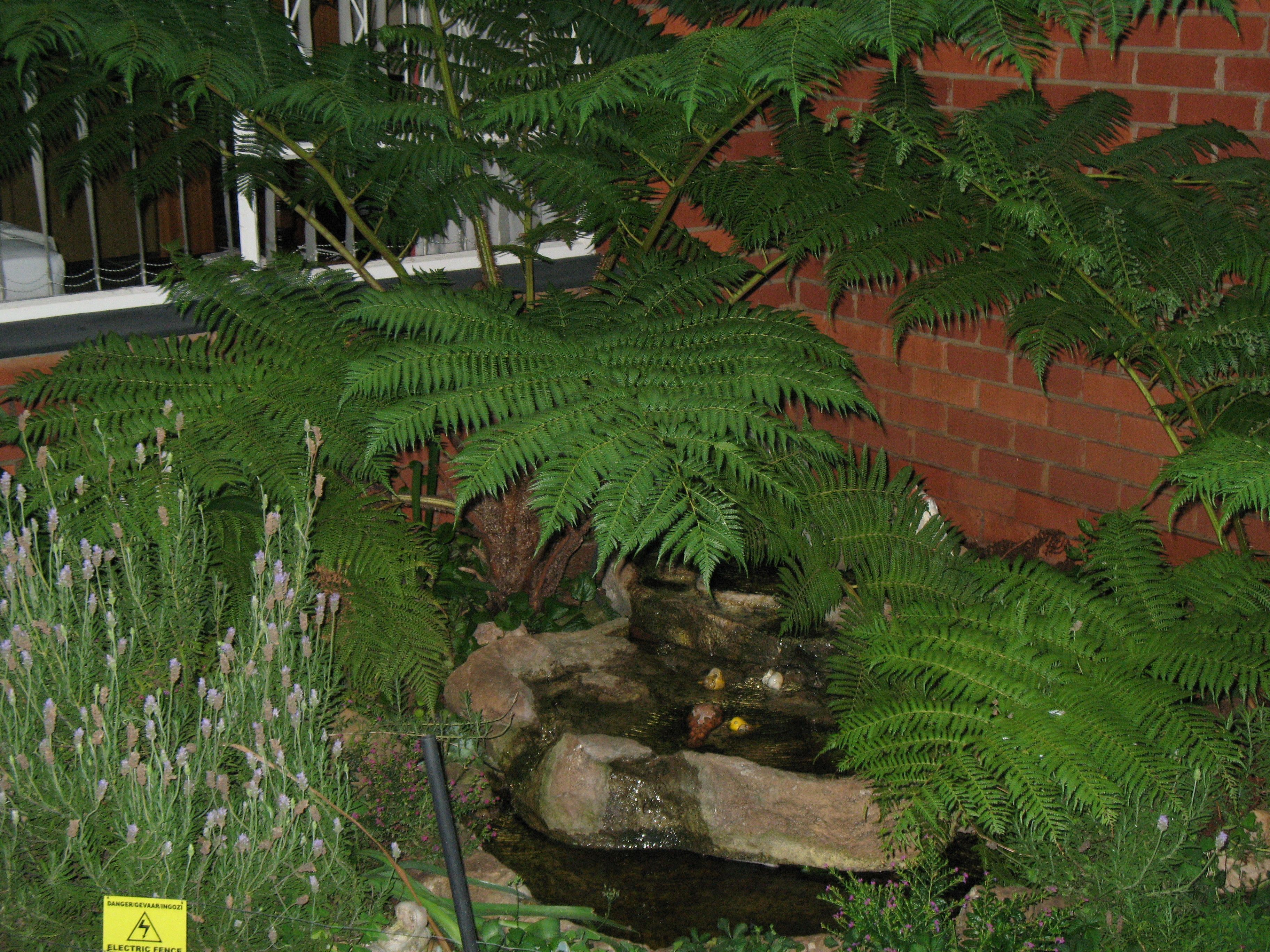 A garden with ferns and a small water feature.