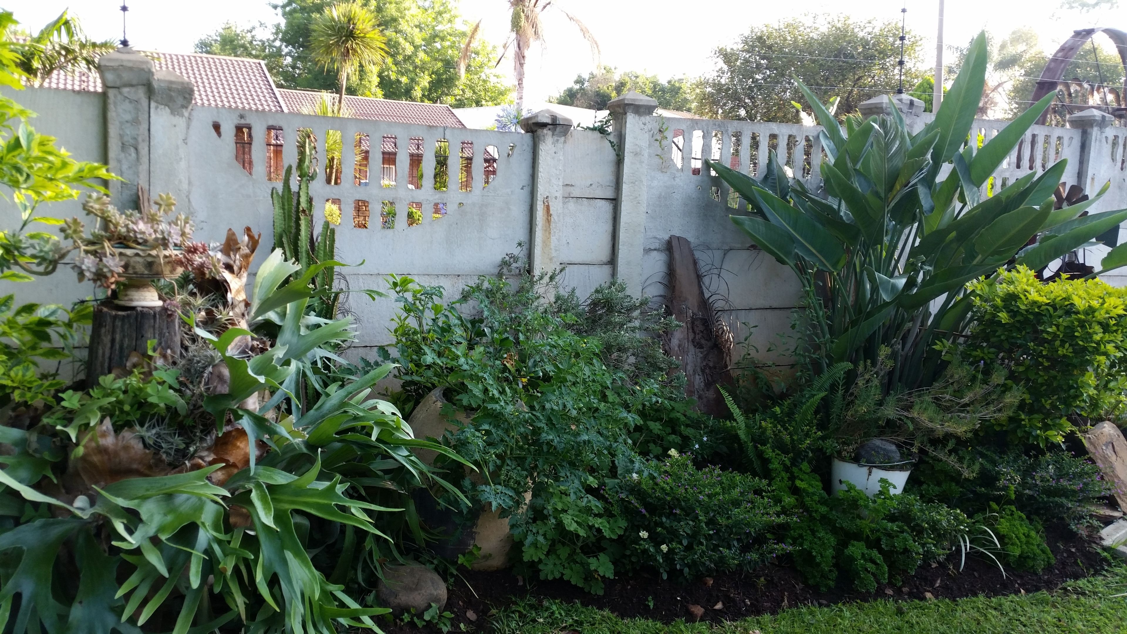 A garden with a variety of plants and a white wall with decorative cutouts.