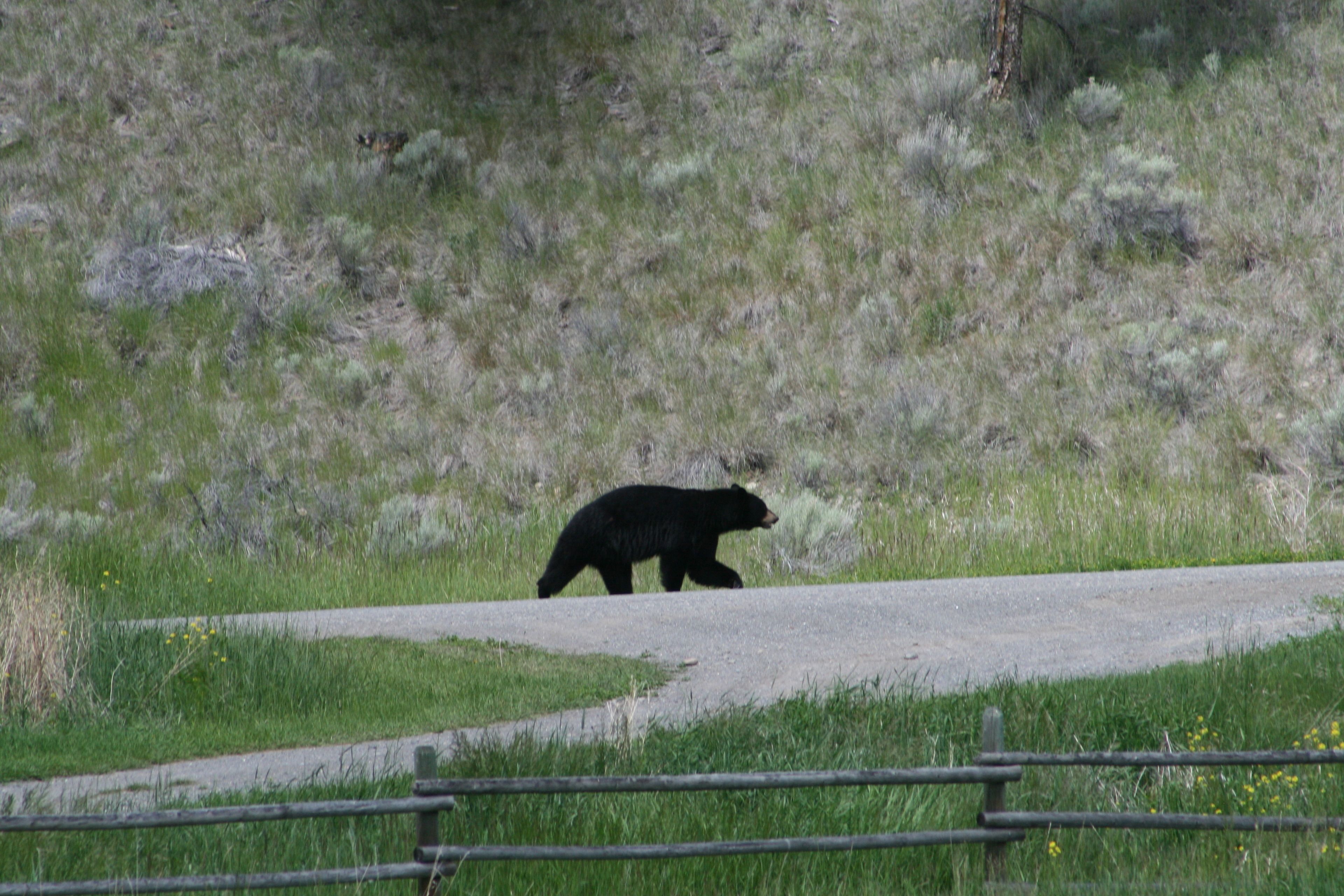 Un oso caminando por un sendero pavimentado en un entorno natural.