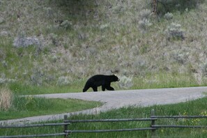 A bear walking on a paved path in a natural setting. - YD Guest Ranch (Cherryville)