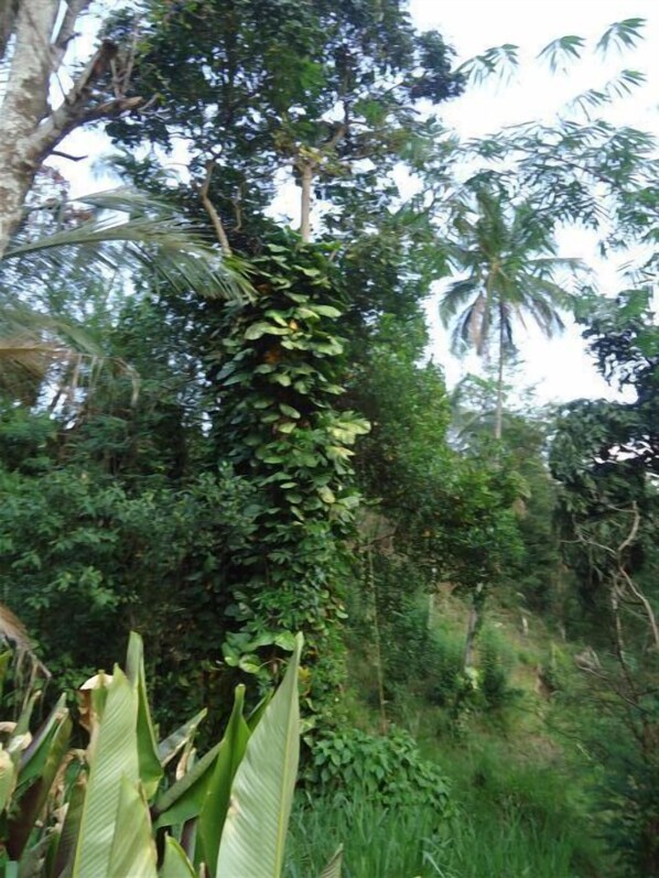 Une forêt tropicale dense, où l’on trouve une grande variété de plantes, notamment des plantes à grandes feuilles et des palmiers.