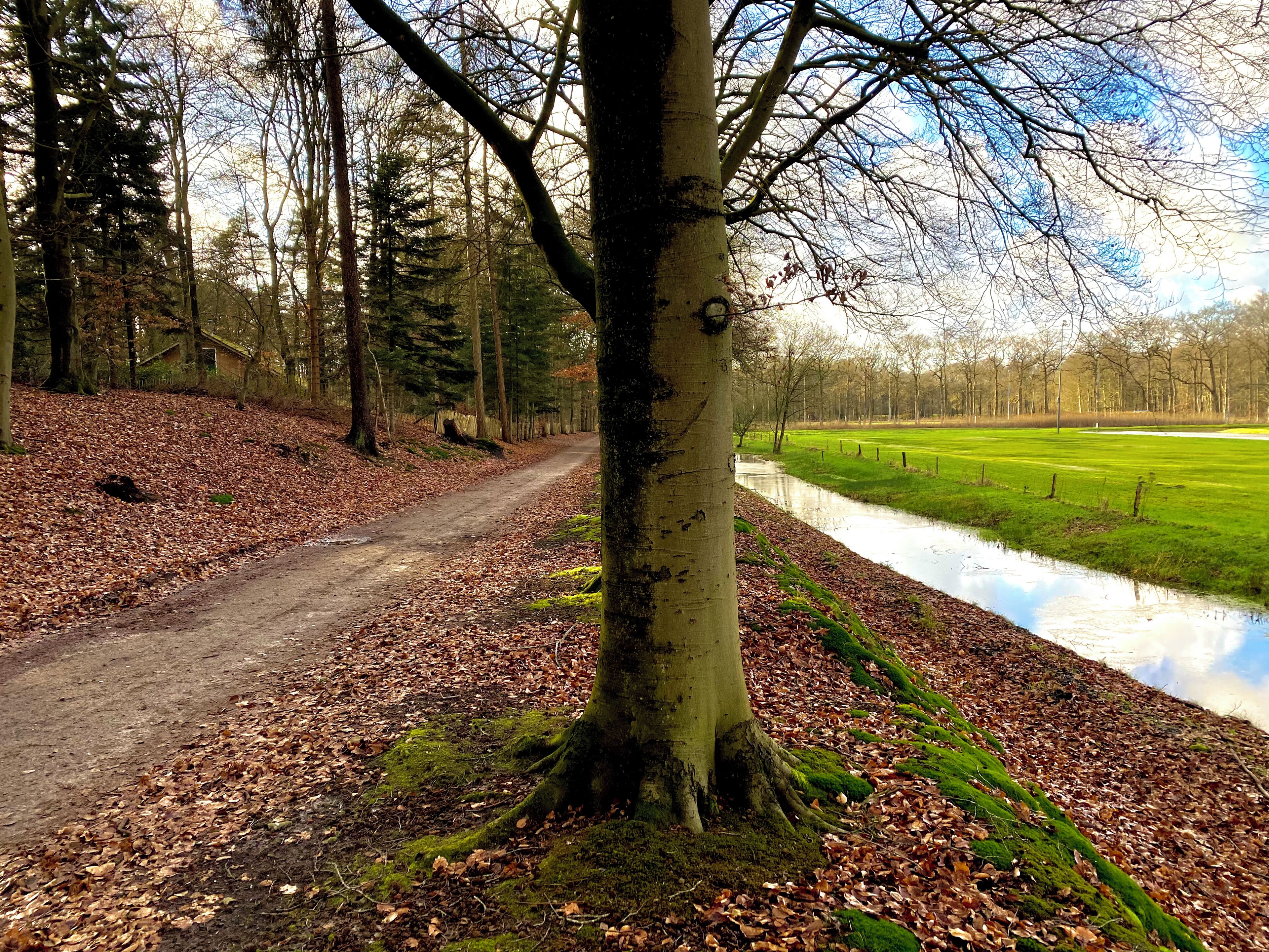 A forest path with a tree-lined road and a body of water.