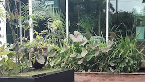 A modern building with a glass facade, a brick staircase, and a variety of plants in the foreground. - Pachamama - Hotel - Hostel (Managua)