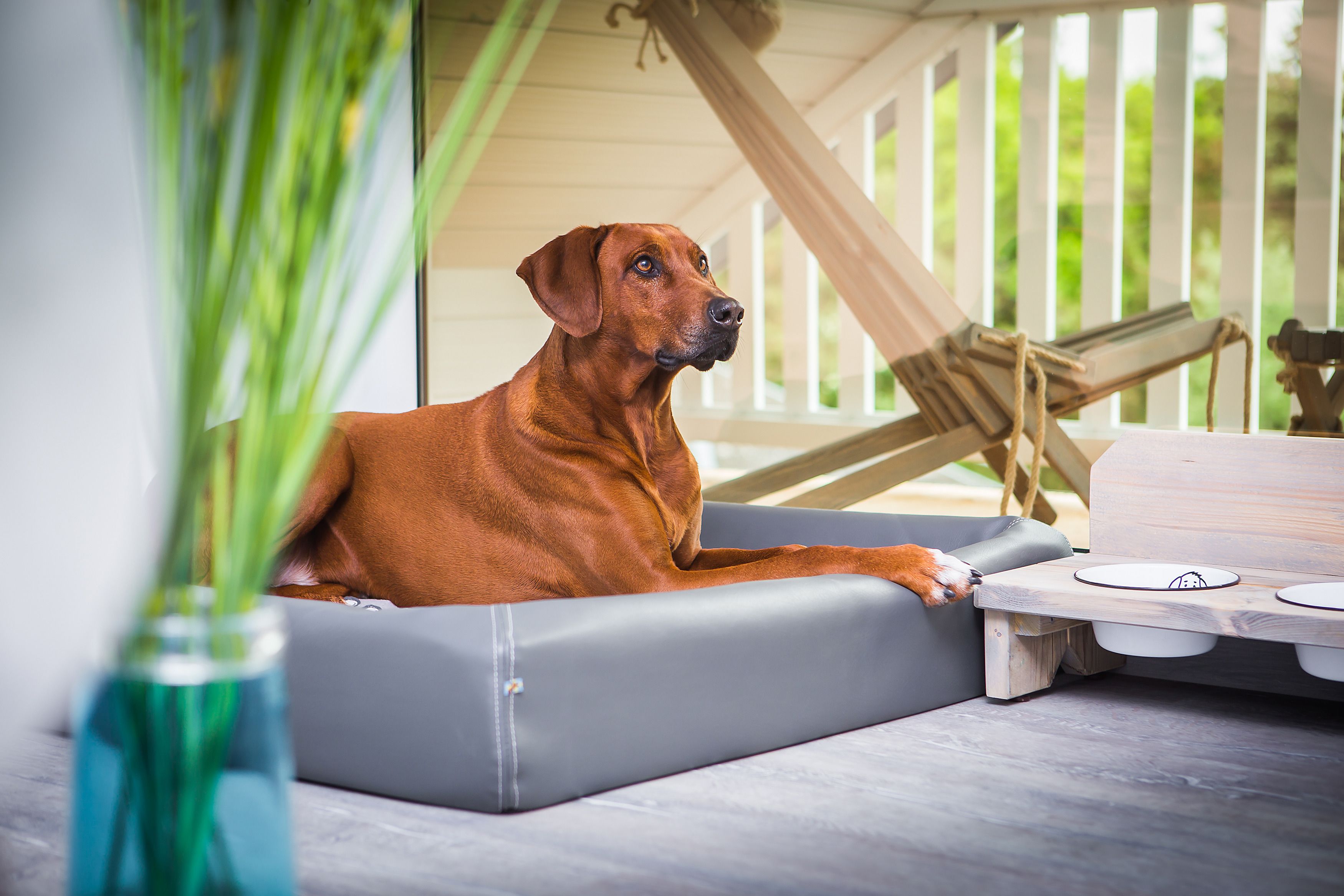 Animaux de compagnie acceptés