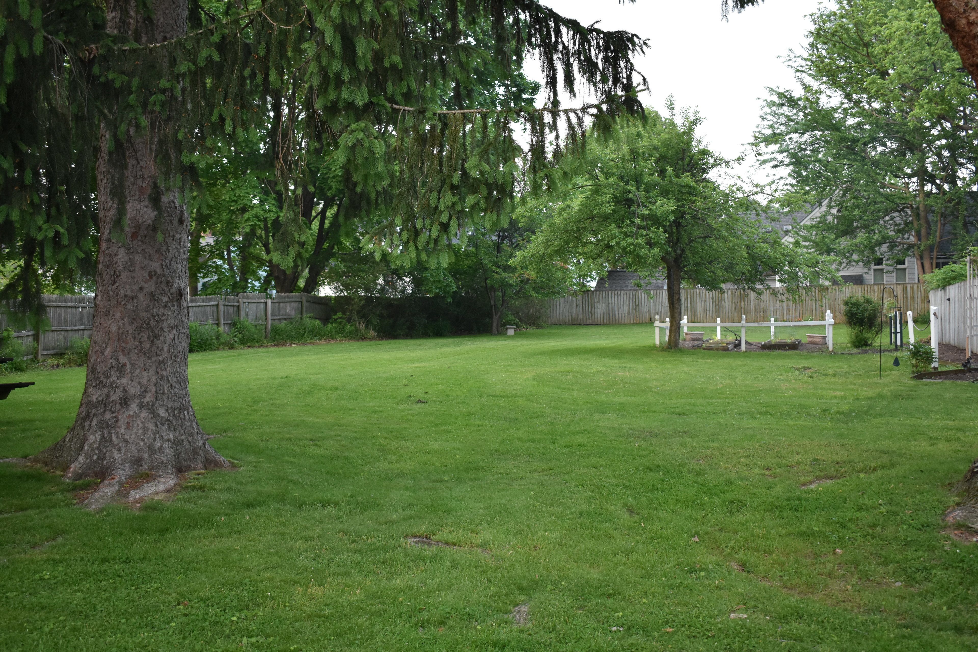 A backyard with a large tree, a wooden fence, and a grassy lawn.