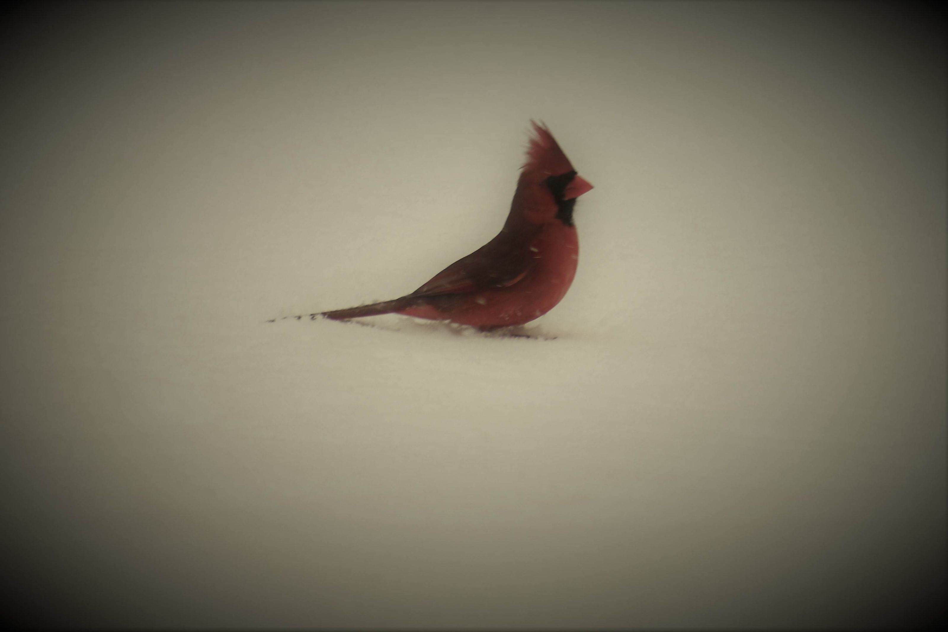 A bird standing in the snow.