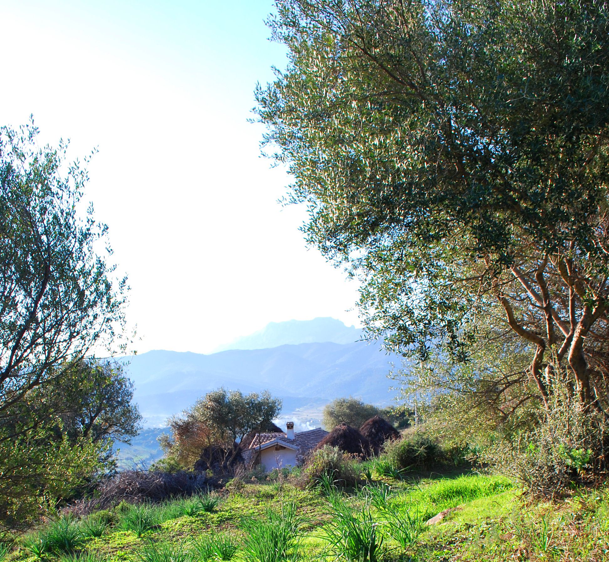 A rural landscape with olive trees, a stone house, and distant mountains.