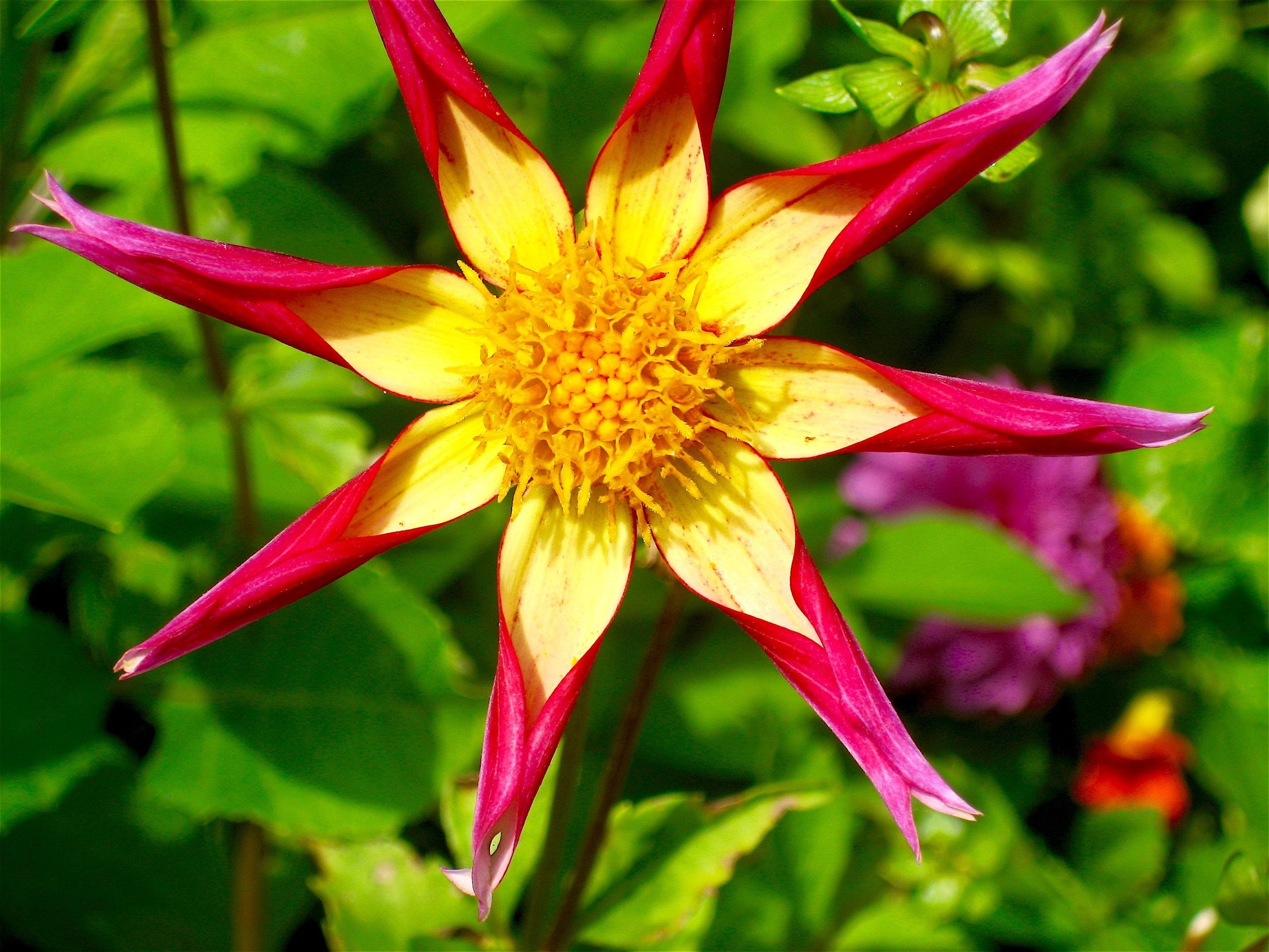 Una sola flor con pétalos amarillos y rojos, rodeada de follaje verde.