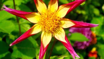 Una sola flor con pétalos amarillos y rojos, rodeada de follaje verde.