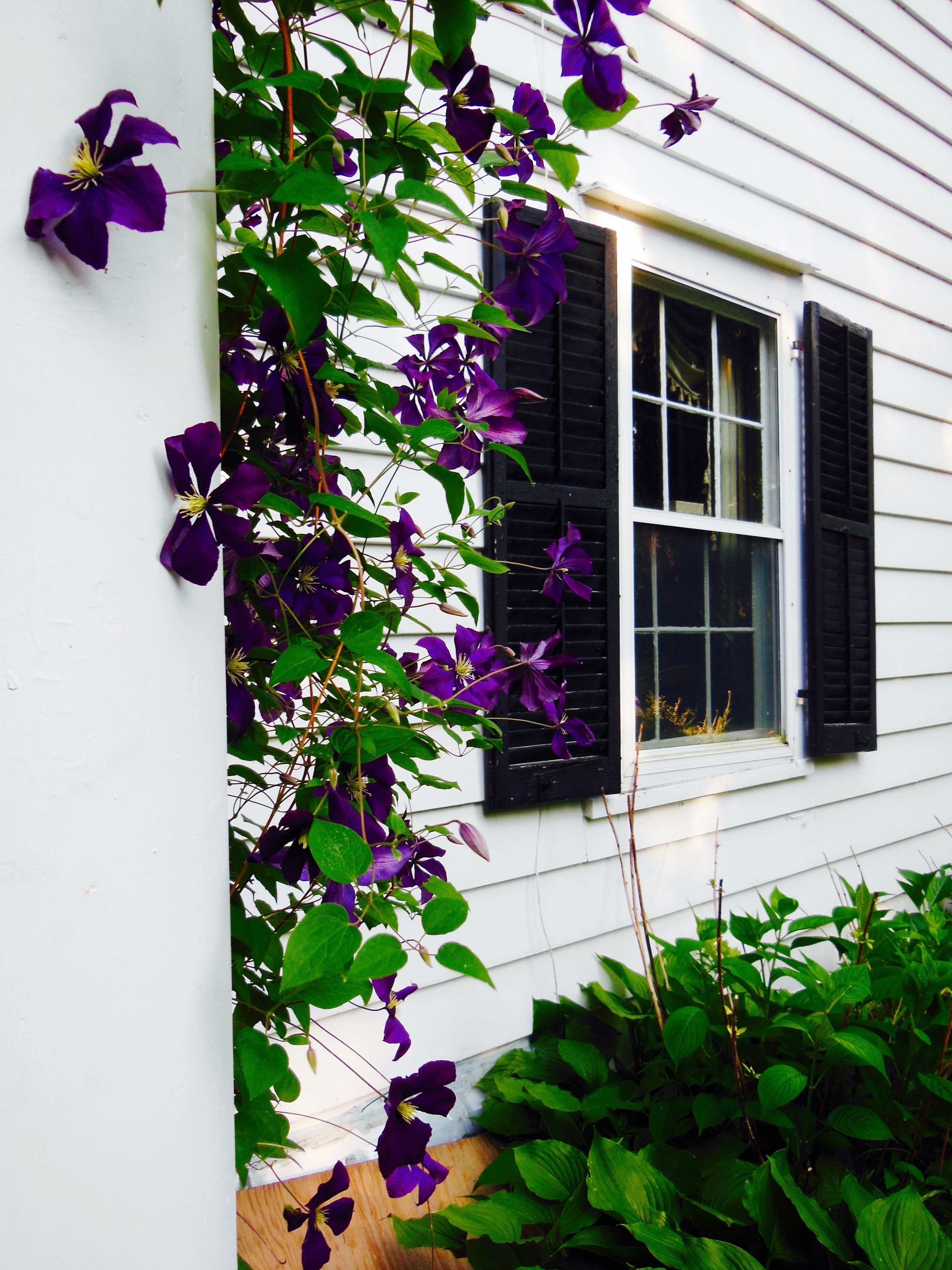 Un bâtiment blanc avec des volets noirs, une fenêtre et des fleurs violettes qui grimpent le long du mur.