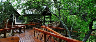 Lion Tree Top Lodge