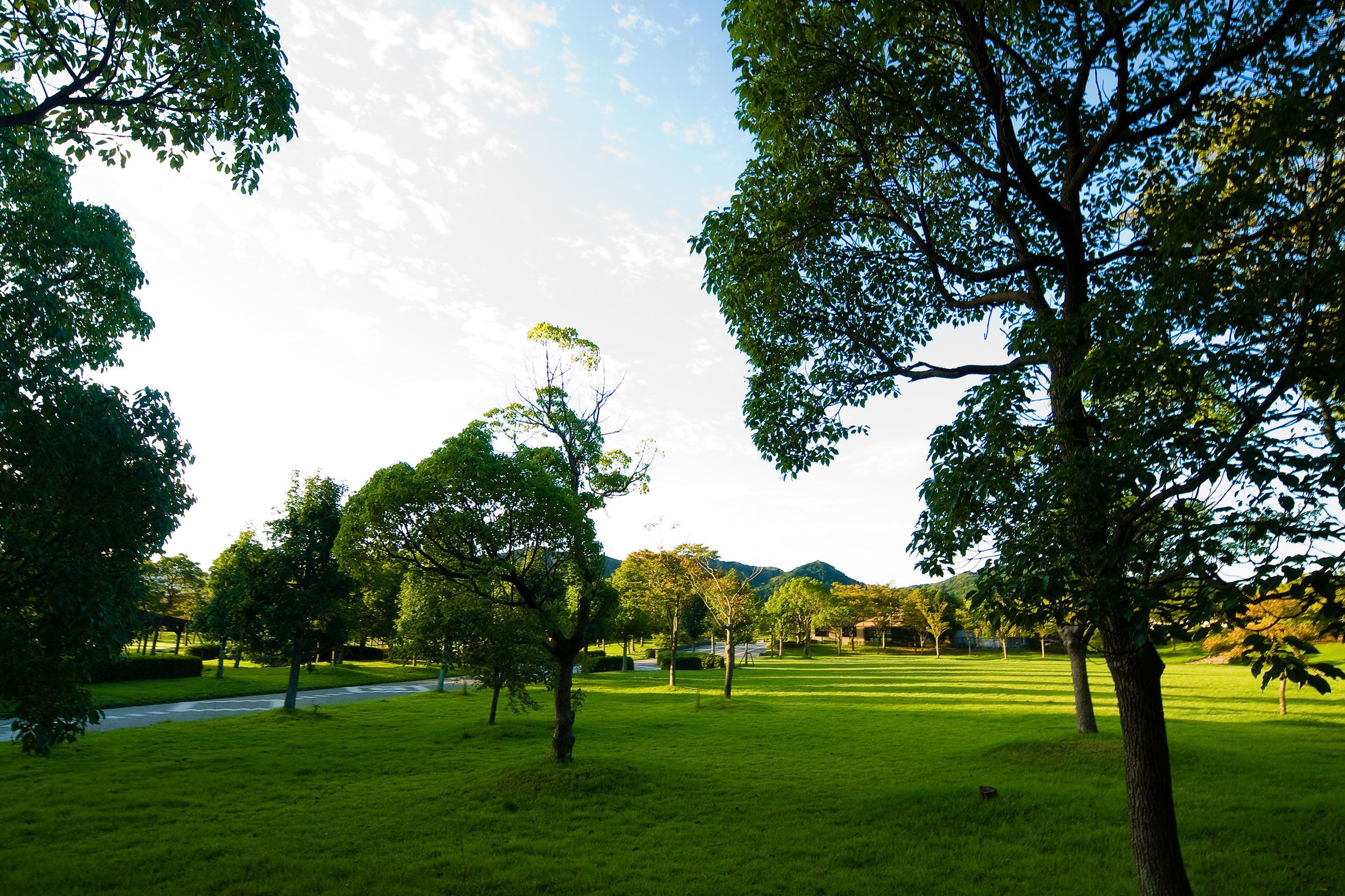 A park with trees and a pathway.