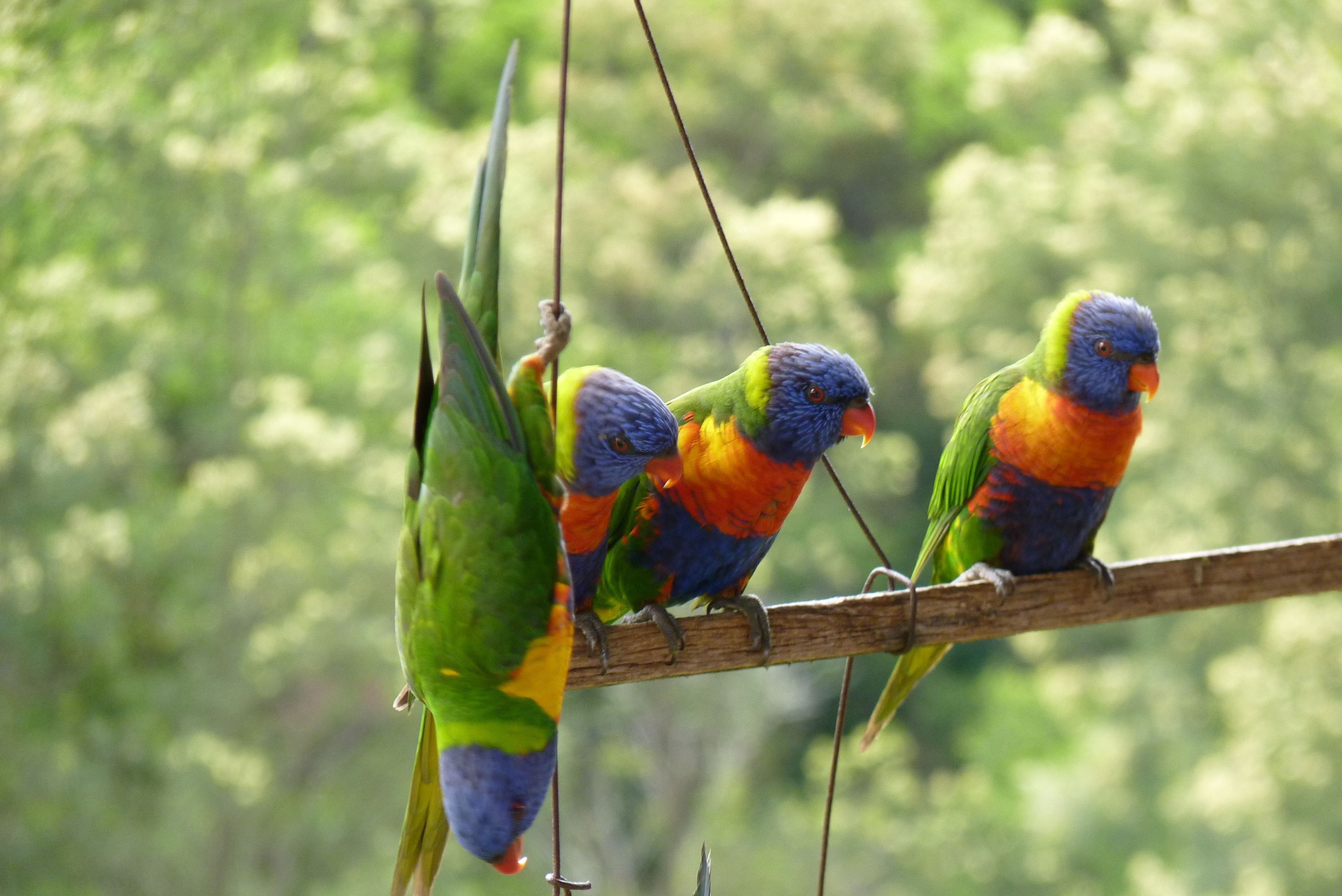 Drei bunte Vögel sitzen auf einem Ast.