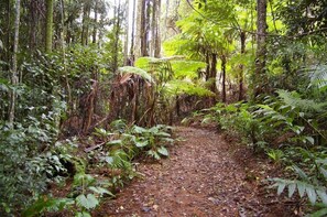 Hiking - Bellthorpe Stays (Bellthorpe)