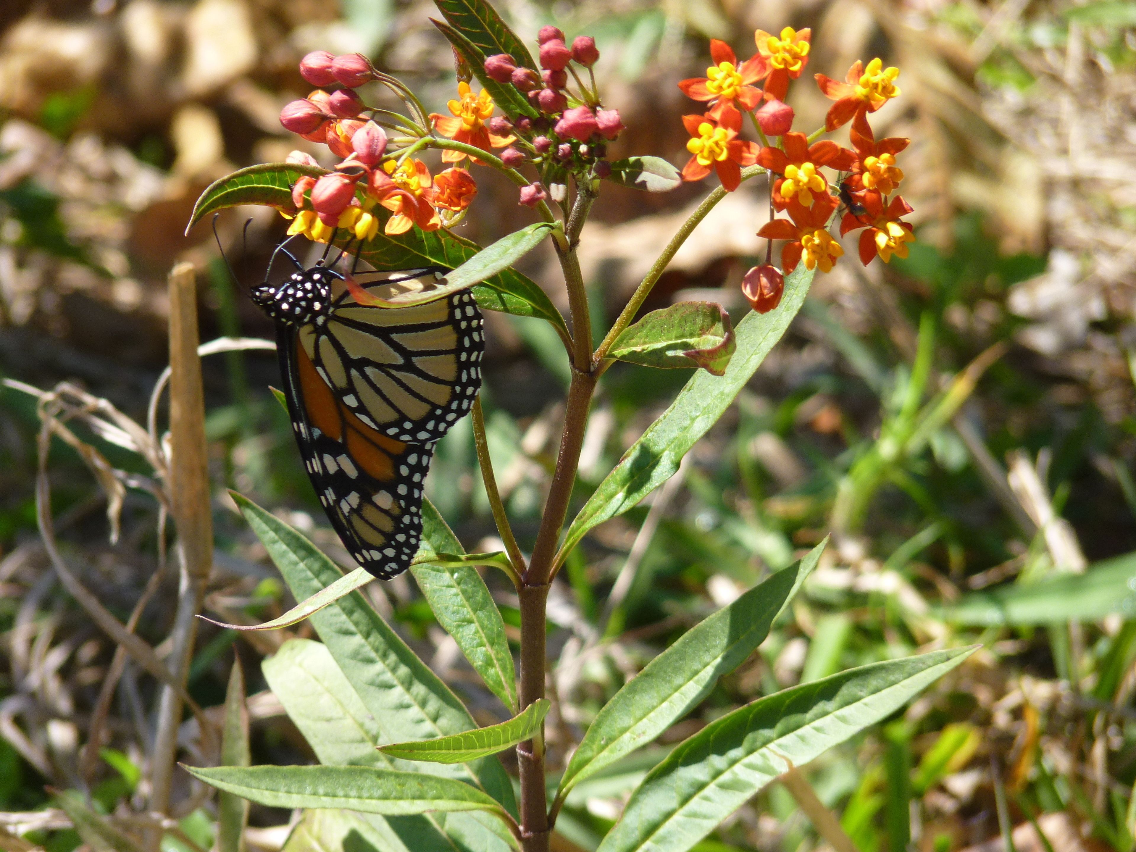 Una mariposa sobre una planta con flores rojas y amarillas.