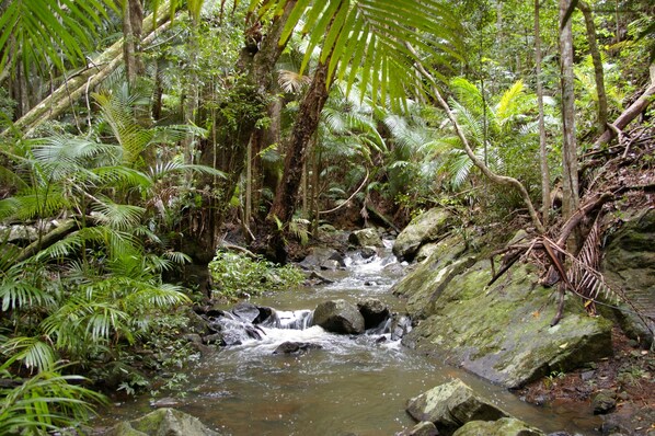 A natural stream surrounded by dense green foliage and rocks. - Bellthorpe Stays (Bellthorpe)