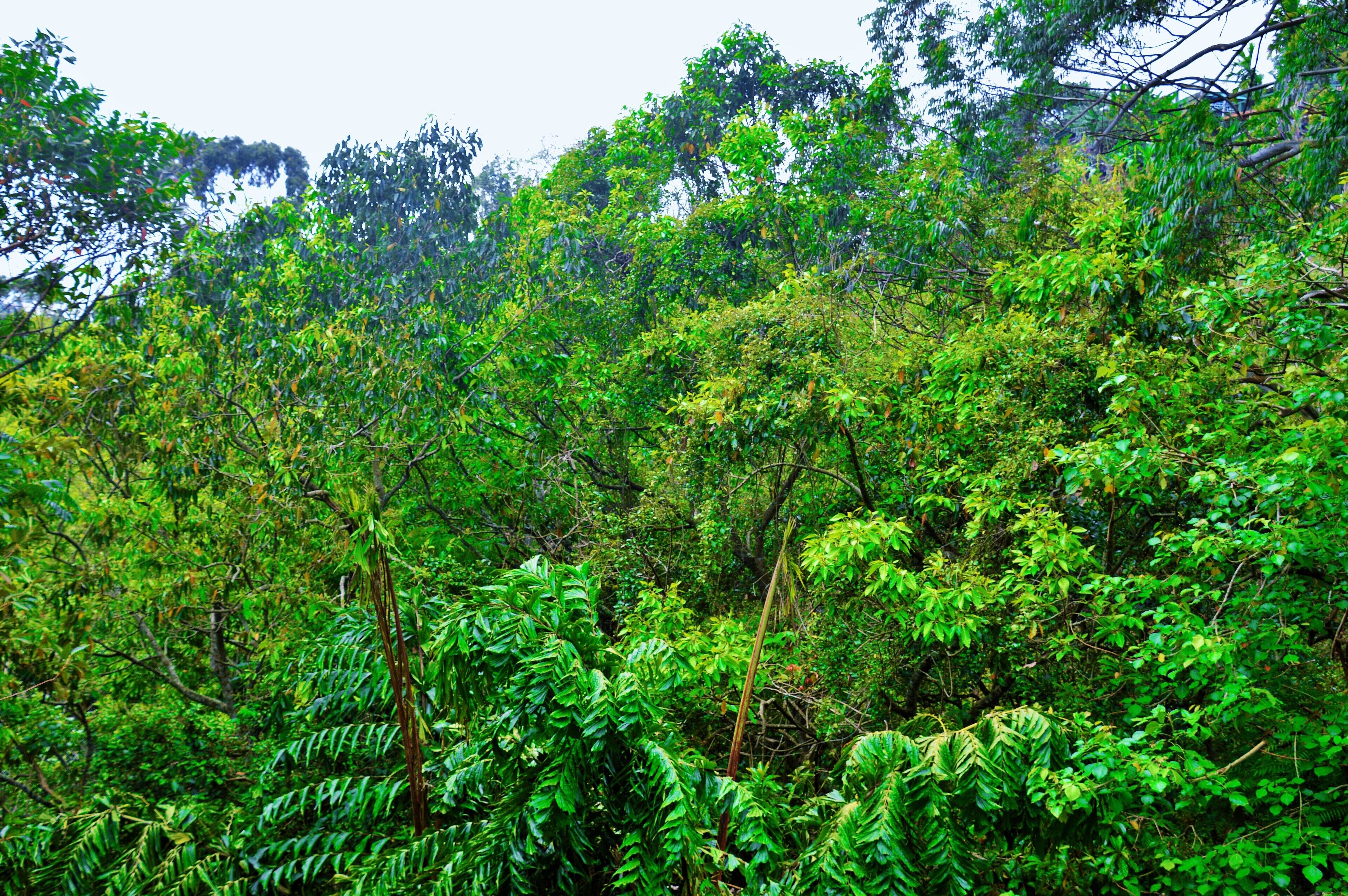 A dense forest with various types of trees and foliage.