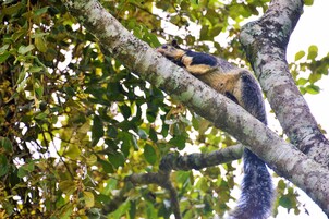 Una ardilla sobre una rama de árbol.