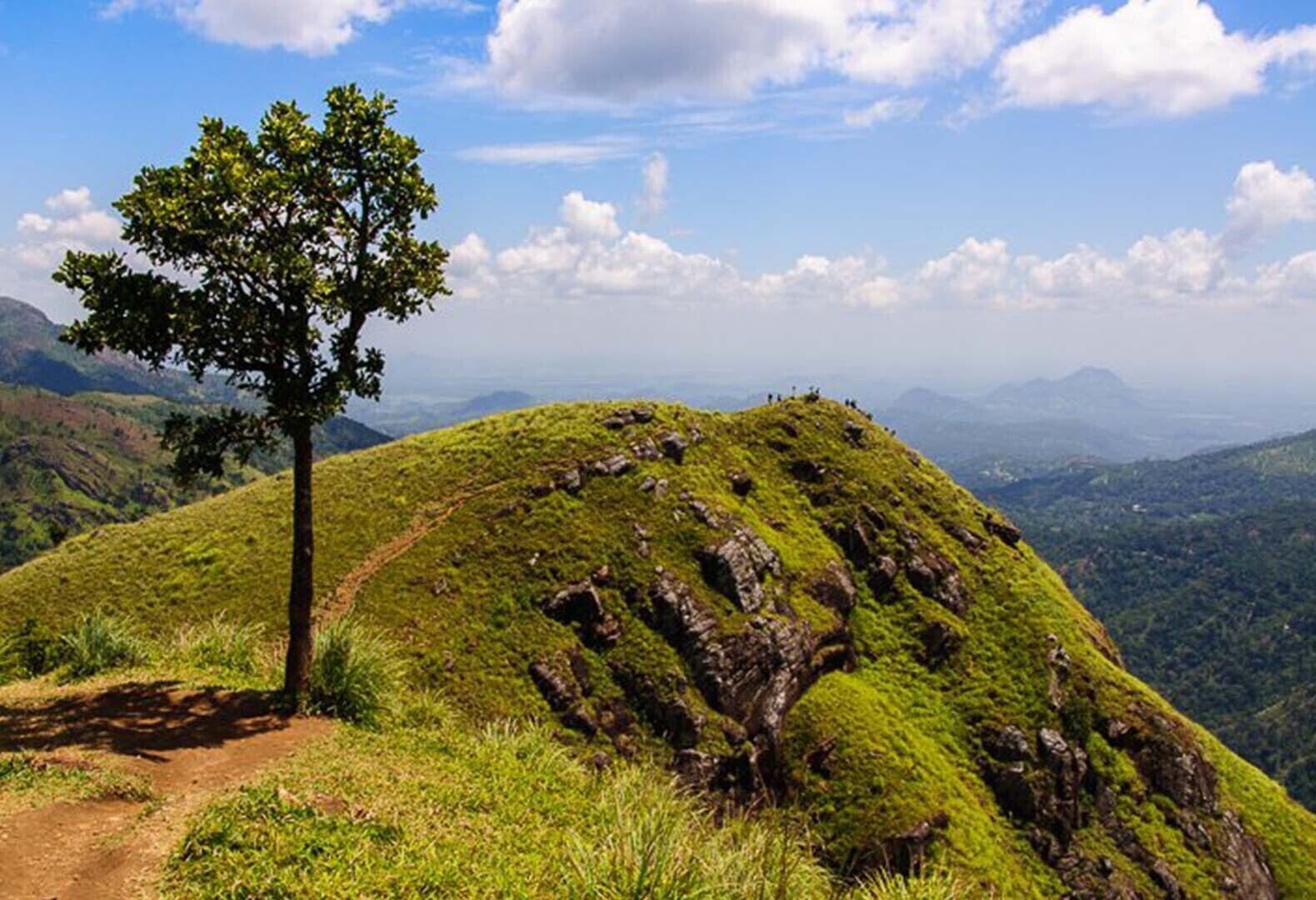 A single tree on a grassy hill with a clear sky and distant mountains.