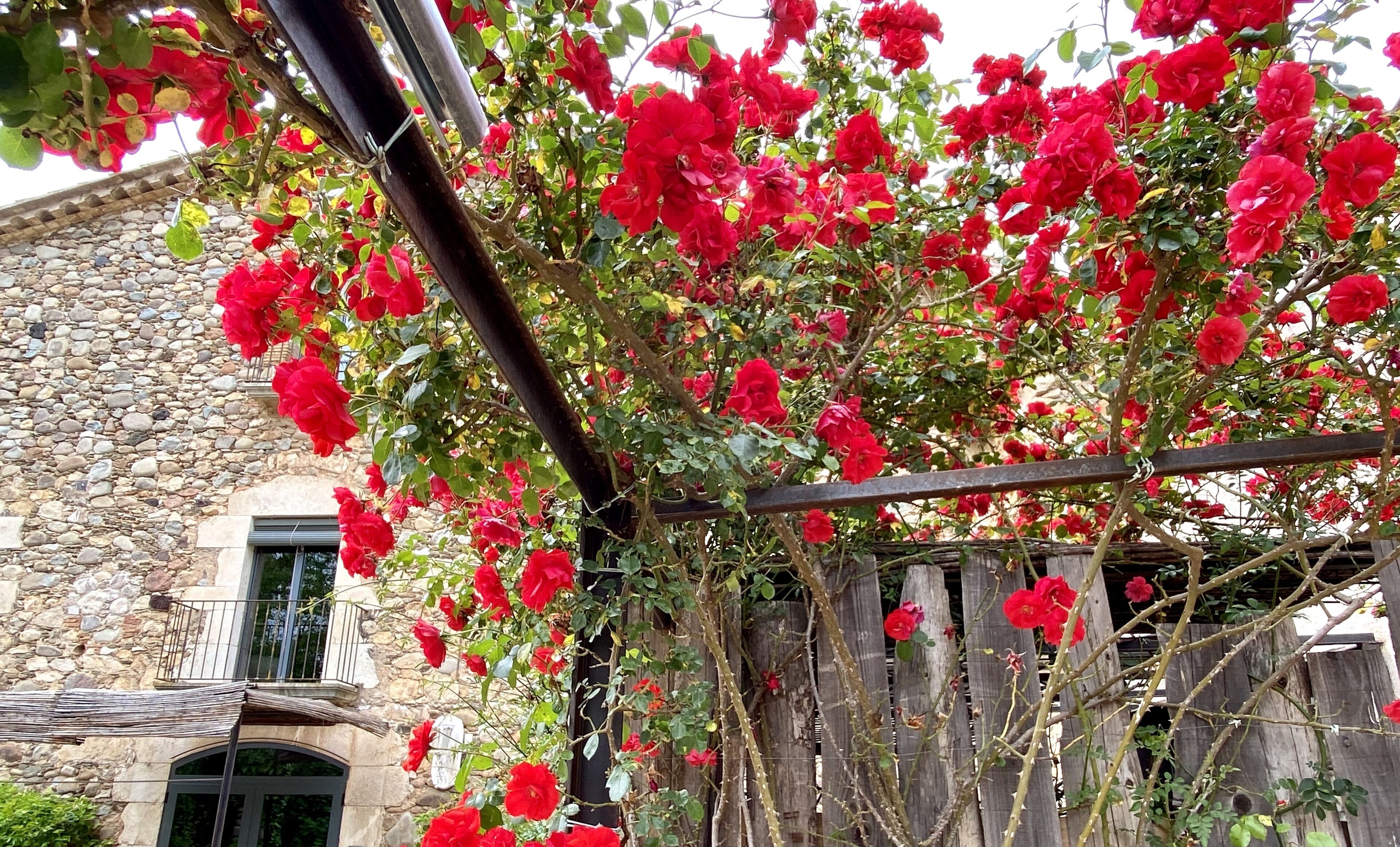 exclusive room | garden view