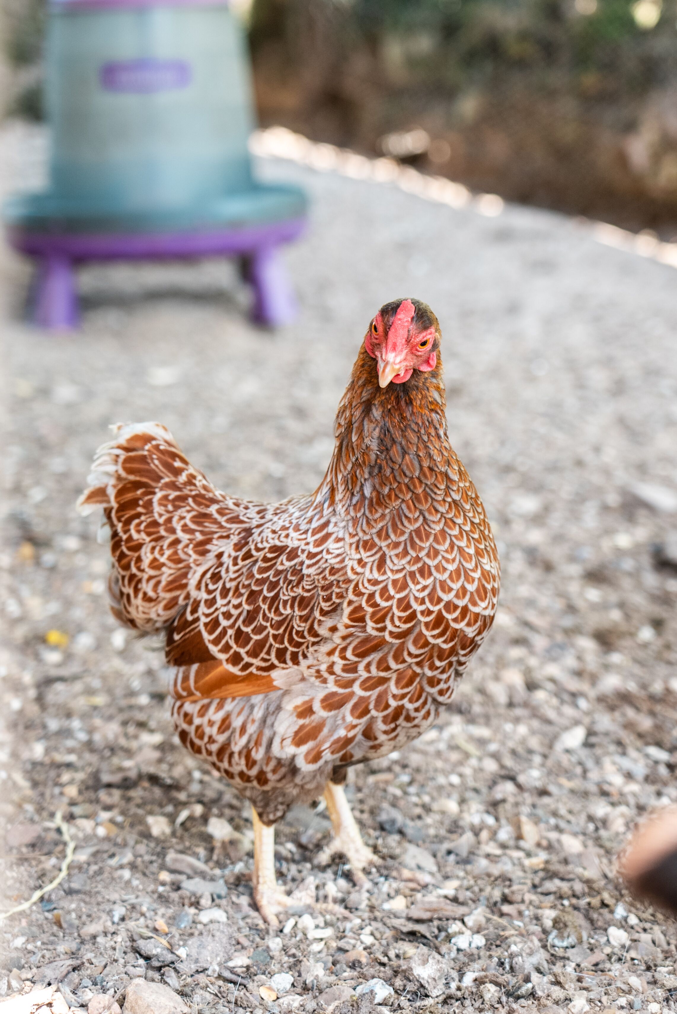 Foto - Le Clos de Grâce