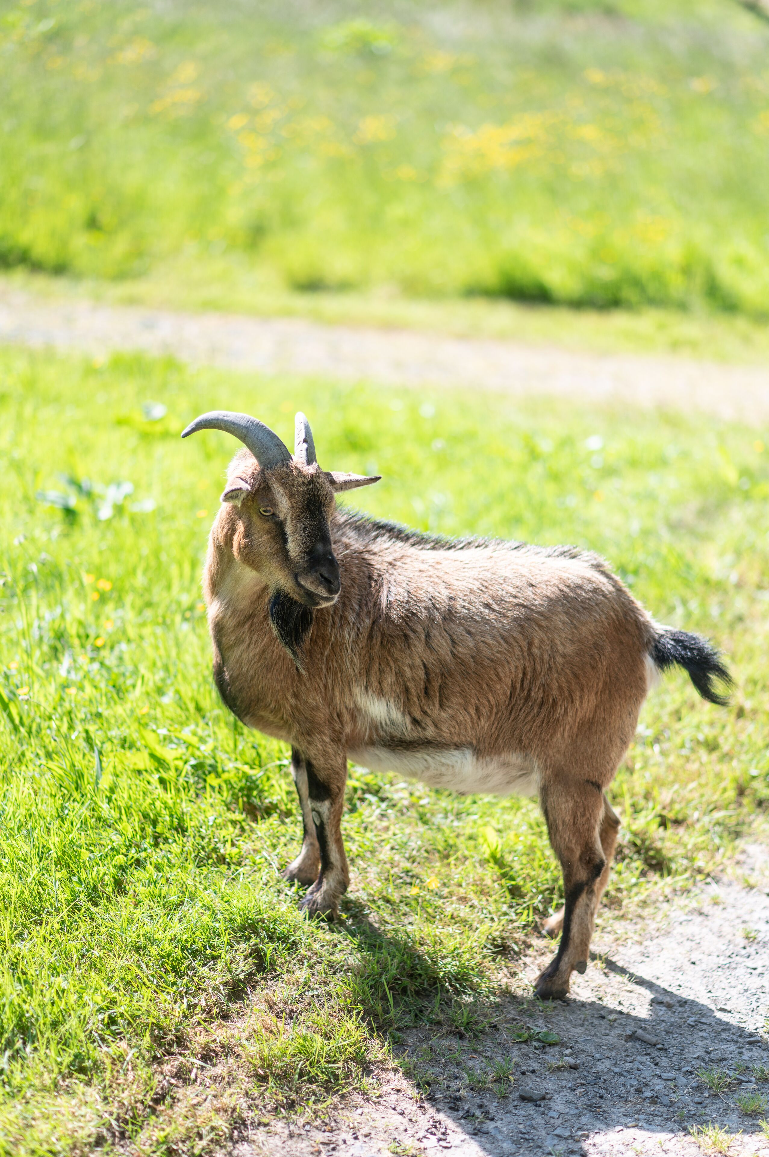 Eine Ziege steht auf einem Feldweg, gesäumt von Gras.