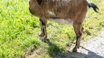 Eine Ziege steht auf einem Feldweg, gesäumt von Gras.