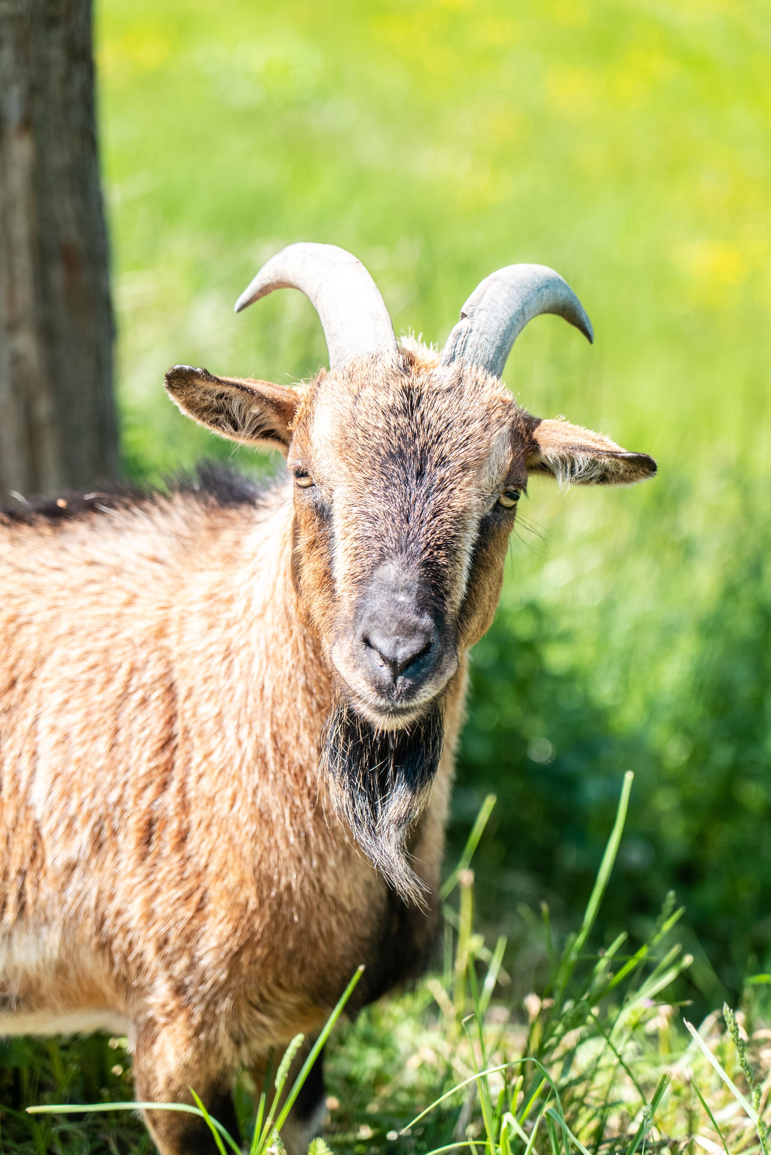 Foto - Le Clos de Grâce