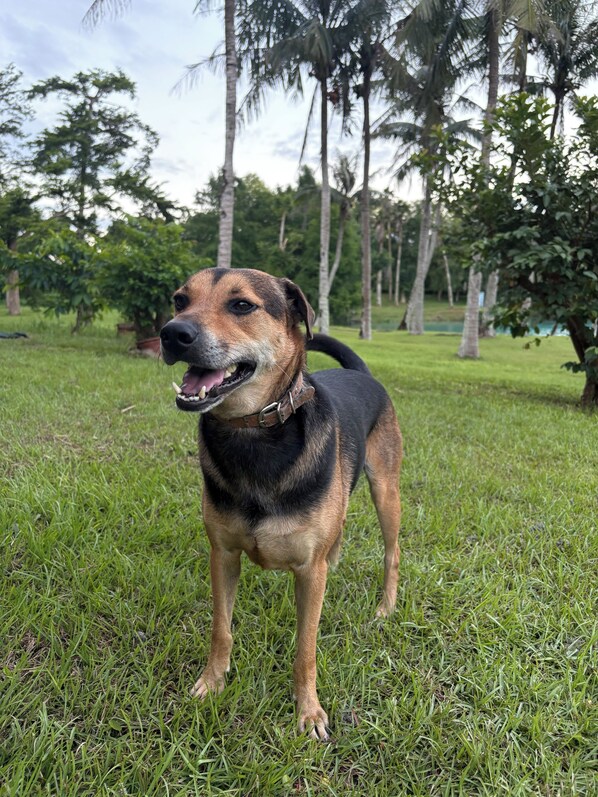 Un perro de pie sobre césped con árboles al fondo.
