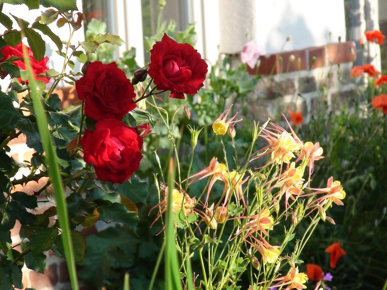 Um jardim com rosas vermelhas e flores amarelas.