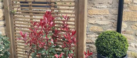 A wooden trellis with climbing plants, a potted plant, and a black planter box with red-leafed plants.