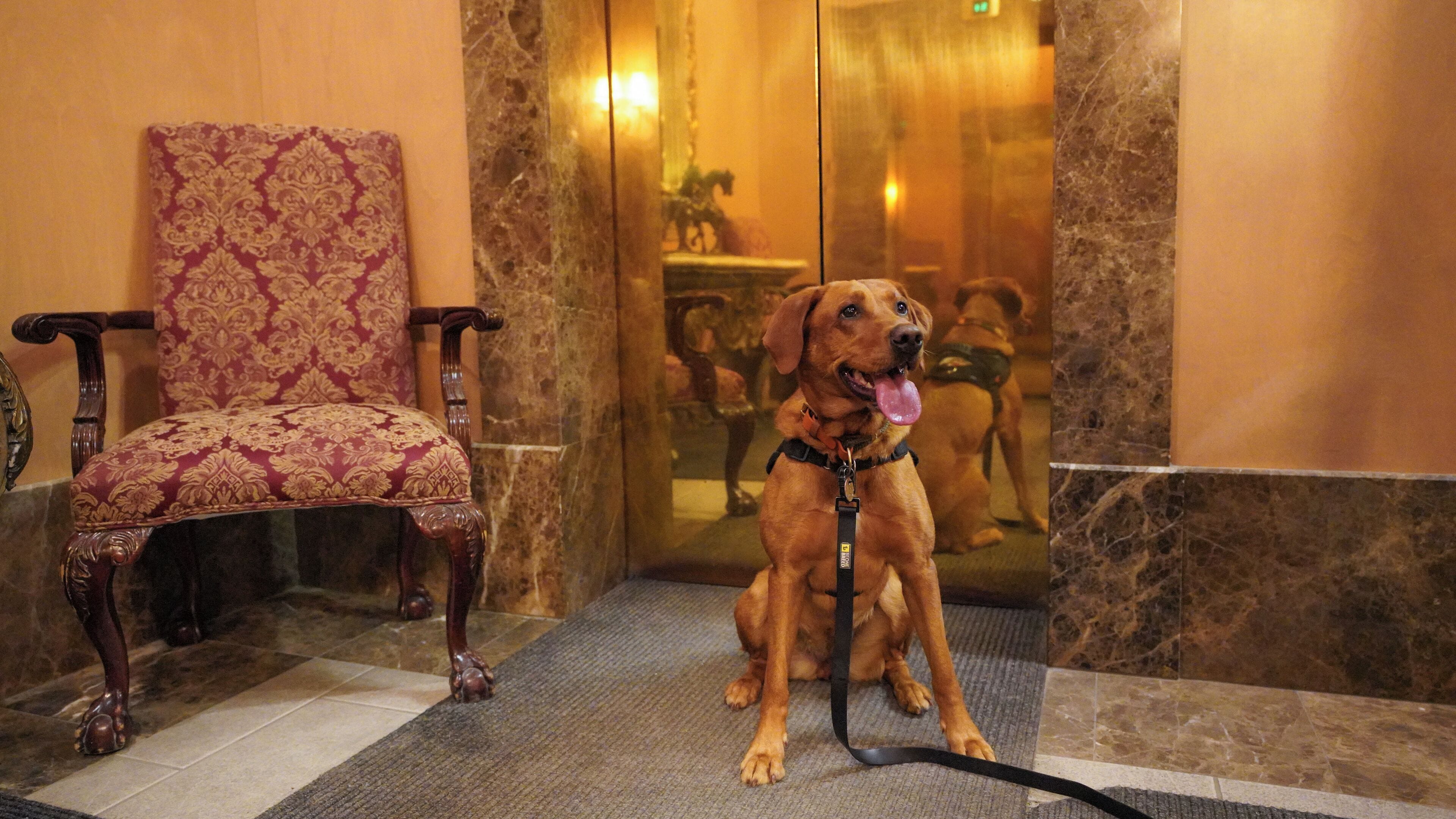 Photo - Hôtel Palace Royal Centre-Ville Québec par JARO