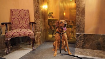 A dog sitting on a carpeted floor in a lobby with a patterned chair and marble walls.