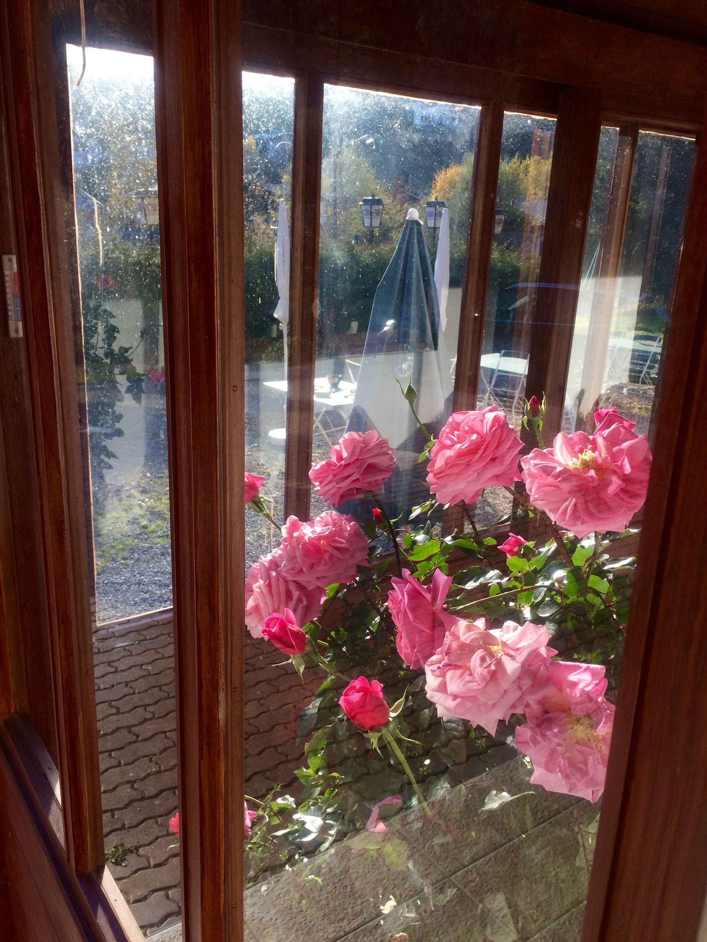 Uitzicht door een glazen deur, met roze rozen op de voorgrond en een tuin in de verte.