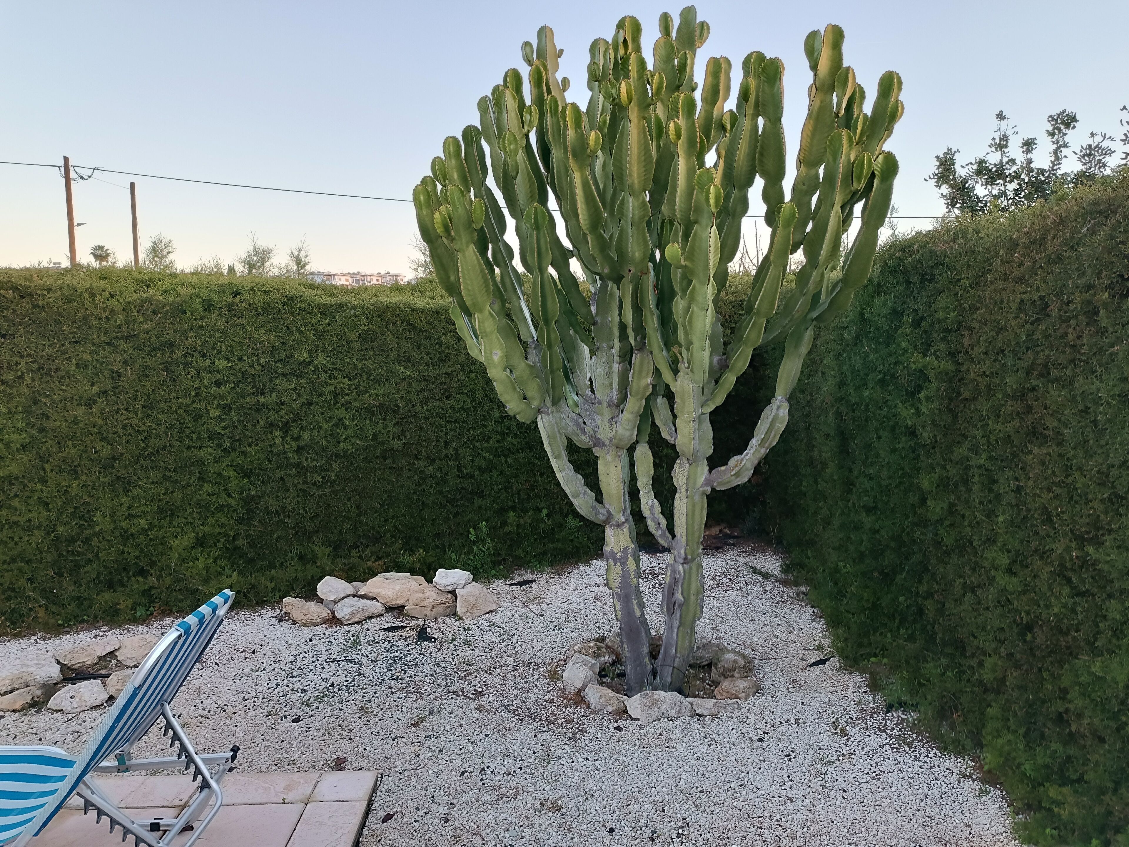 A large cactus plant in a landscaped area with a gravel path, a metal chair, and a hedge in the background.